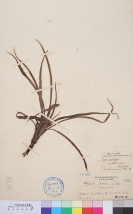 Specimen thumbnail